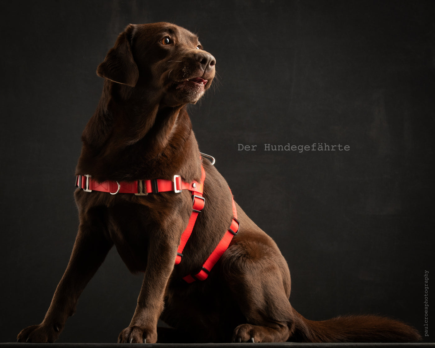 Anti-stress harness STURMFREI® Saver for medium and large dogs
