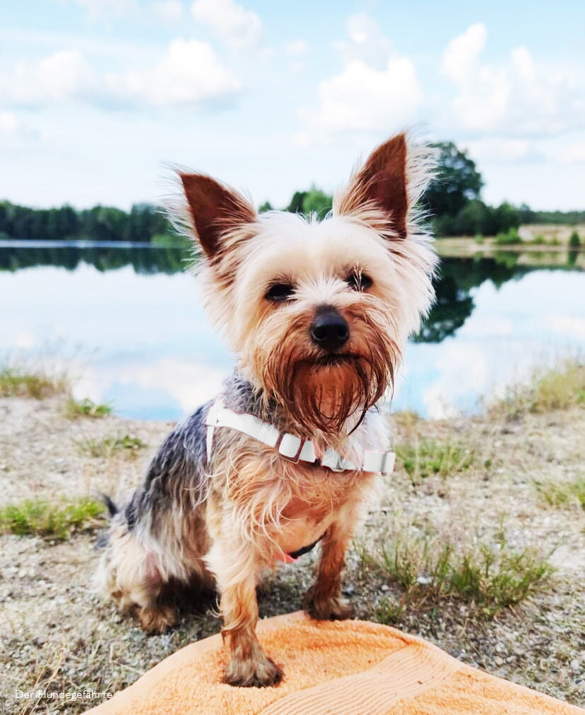 weisses Hundegeschirr Biothane