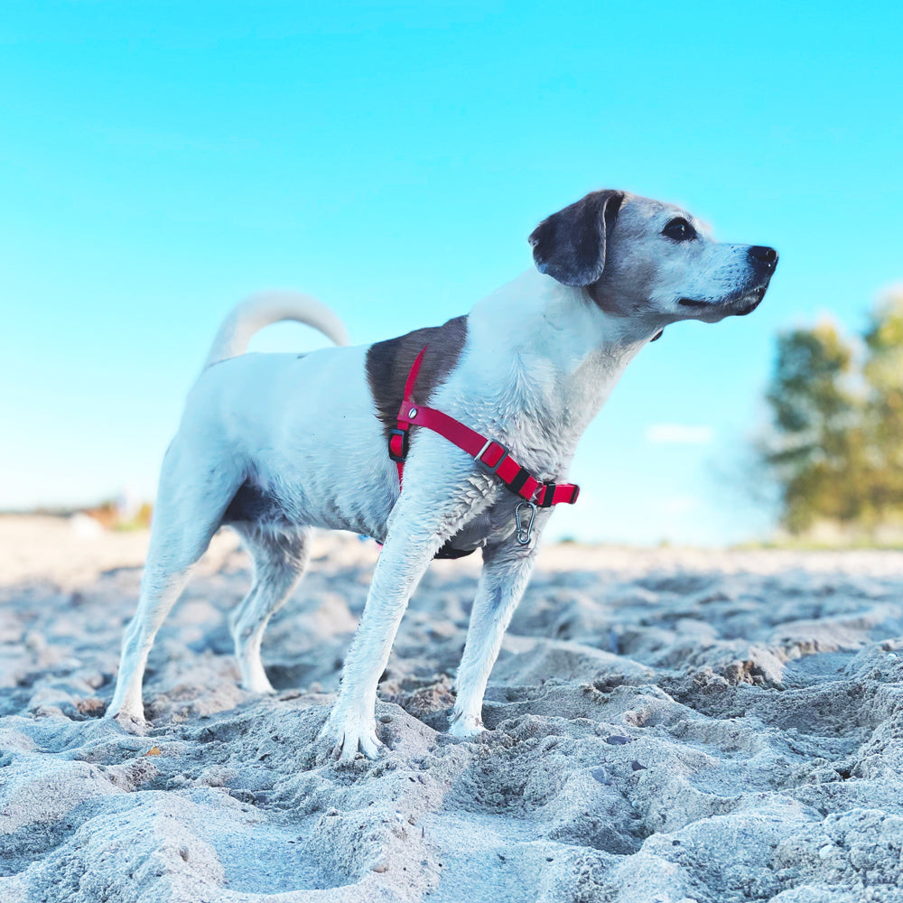 Hund wie er von vorne geführt wird