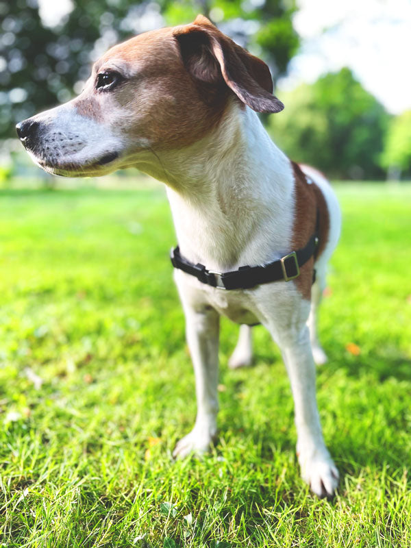 Biothane Hundegeschirr gegen Ziehen