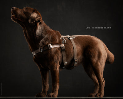 Anti-stress harness STURMFREI® Saver for large dogs