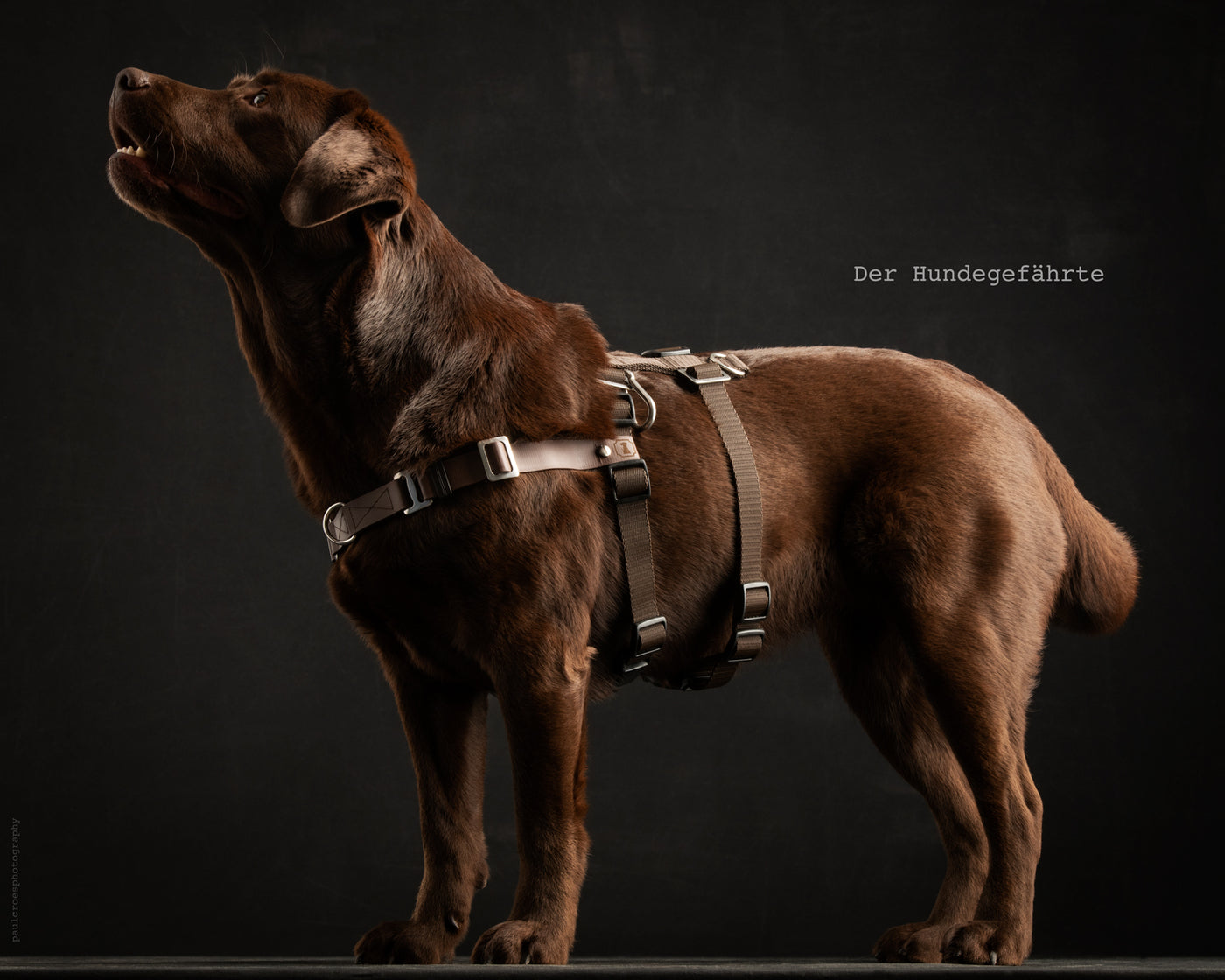 Anti-stress harness STURMFREI® Saver for small to medium dogs