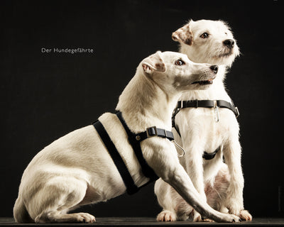 Anti-stress harness STURMFREI® Saver for very small dogs