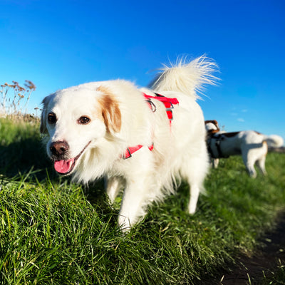 Hunde an der Leine sicher führen