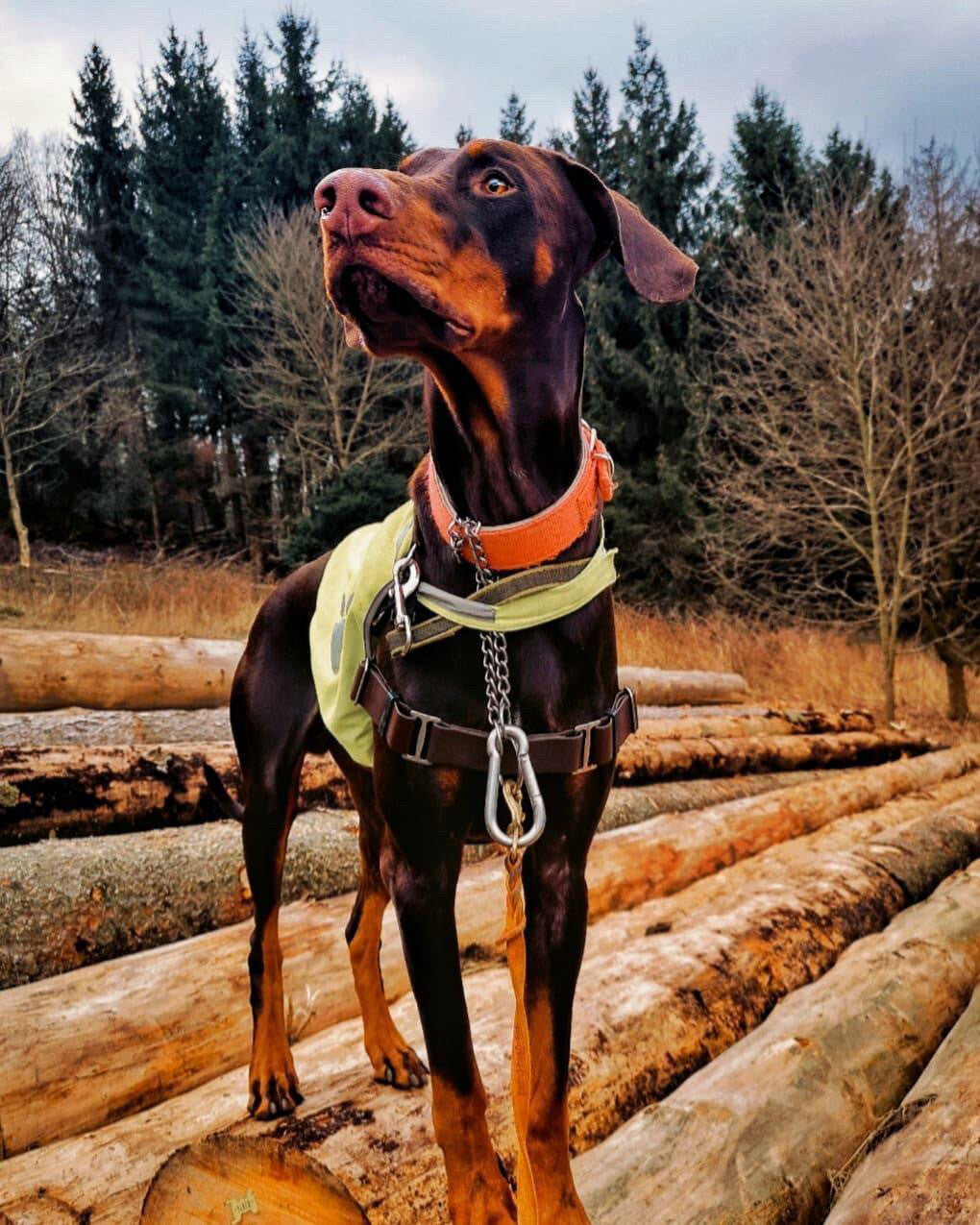 Dobermann Hundegeschirr