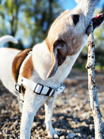 Beagle in weißem Hundegeschirr