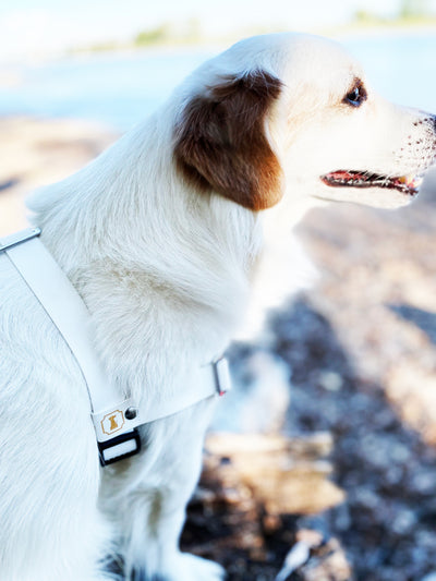 Hund mit Biothane Weiss